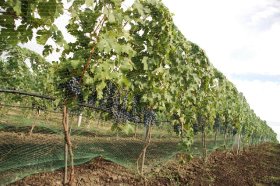 Vinograd