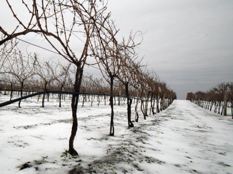 vinograd