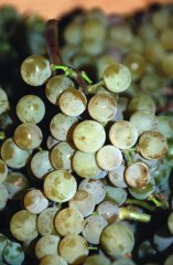 Chardonnay Grape